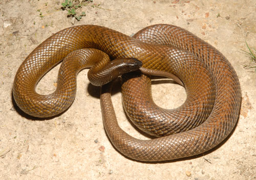 Inland Taipan Snake